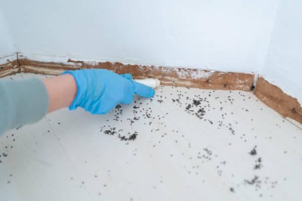 Best Flea Control Services  in Lebanon, VA